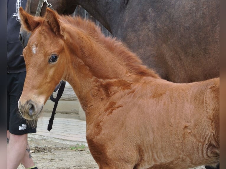 Oldenburg Stallion Foal (05/2024) 16,2 hh Chestnut in Groß Siegharts