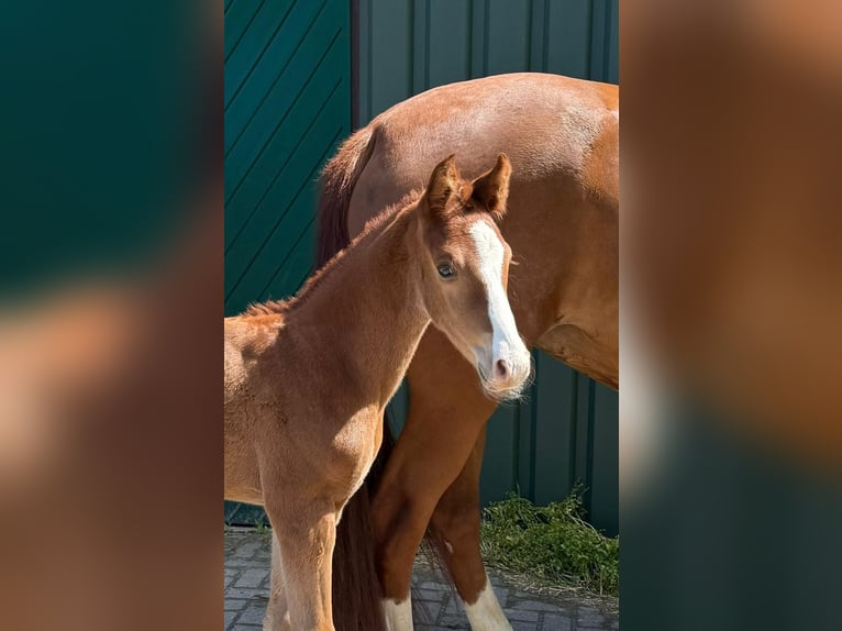 Oldenburg Stallion Foal (05/2026) 16.2 hh Chestnut in Löningen