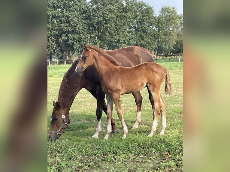 Oldenburg Stallion Foal (06/2026) 16.2 hh Chestnut in Wardenburg