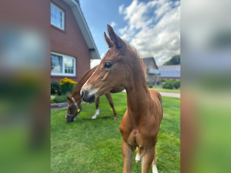Oldenburg Stallion  16,2 hh Chestnut-Red in Gro&#xDF;efehn