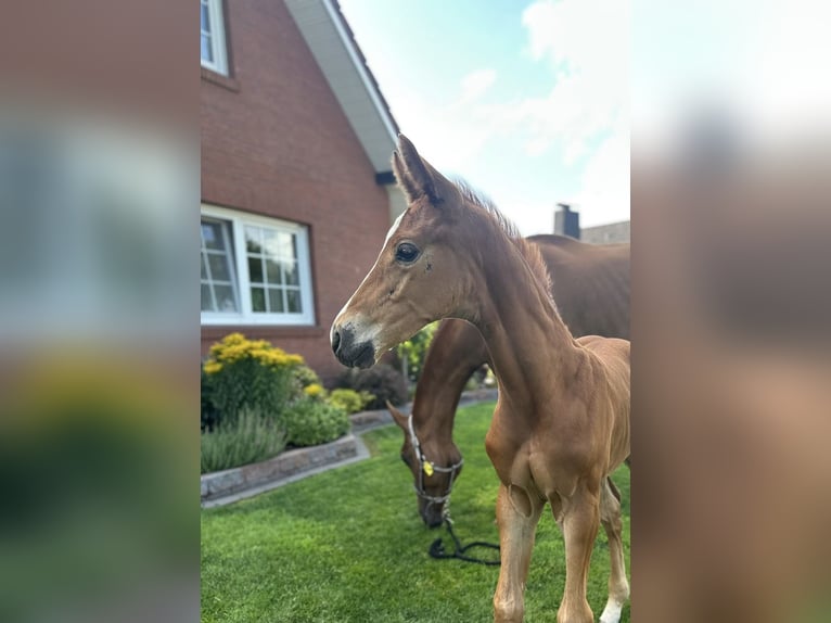 Oldenburg Stallion  16,2 hh Chestnut-Red in Gro&#xDF;efehn
