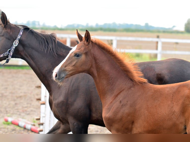 Oldenburg Stallion Foal (05/2024) 16,2 hh Chestnut-Red in radziejów