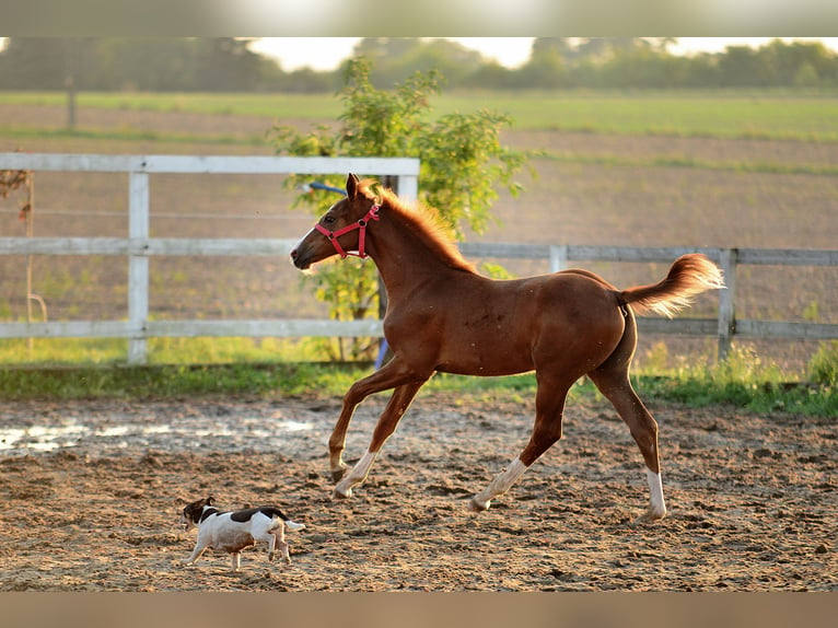 Oldenburg Stallion Foal (05/2024) 16,2 hh Chestnut-Red in radziejów