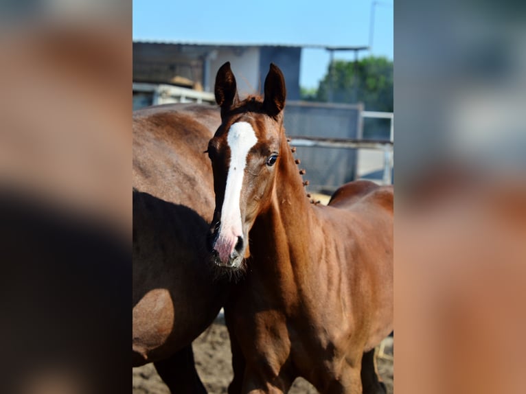 Oldenburg Stallion Foal (05/2024) 16,2 hh Chestnut-Red in radziejów