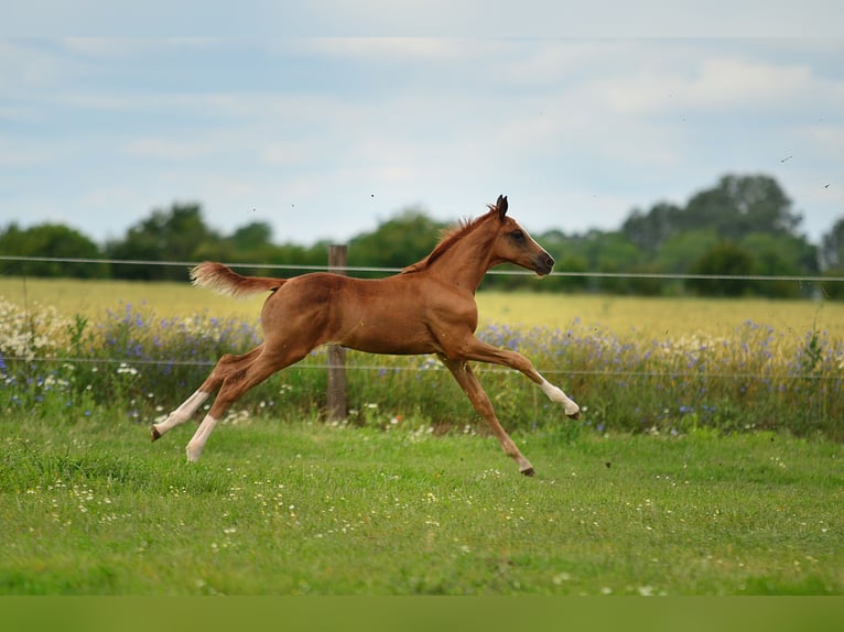 Oldenburg Stallion Foal (05/2024) 16,2 hh Chestnut-Red in radziejów