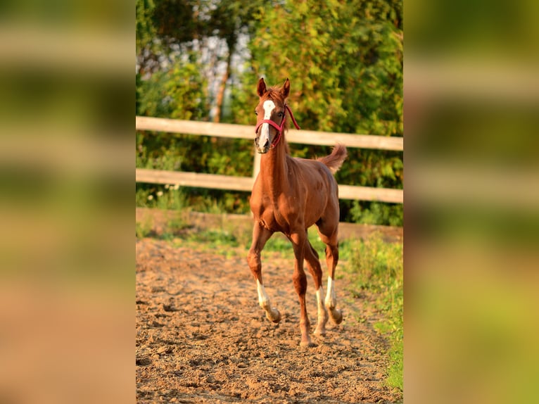 Oldenburg Stallion Foal (05/2024) 16,2 hh Chestnut-Red in radziejów