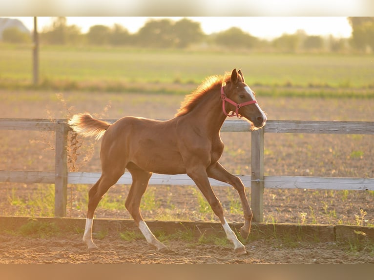 Oldenburg Stallion Foal (05/2024) 16,2 hh Chestnut-Red in radziejów