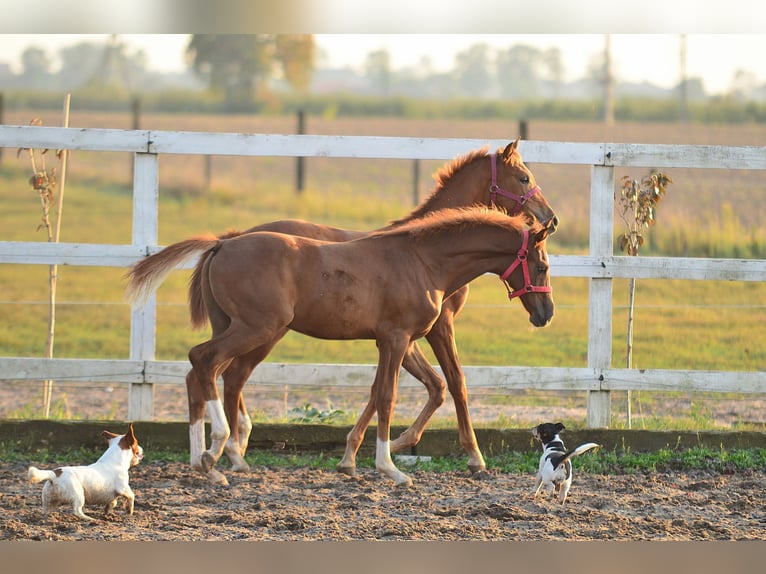 Oldenburg Stallion Foal (05/2024) 16,2 hh Chestnut-Red in radziejów