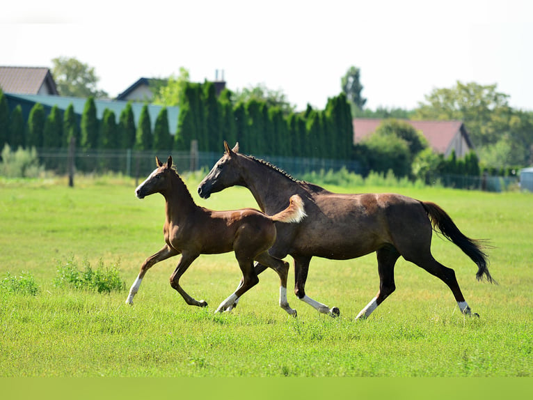 Oldenburg Stallion Foal (05/2024) 16,2 hh Chestnut-Red in radziejów