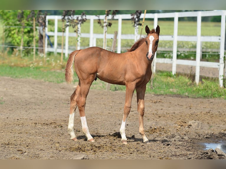 Oldenburg Stallion Foal (05/2024) 16,2 hh Chestnut-Red in radziejów