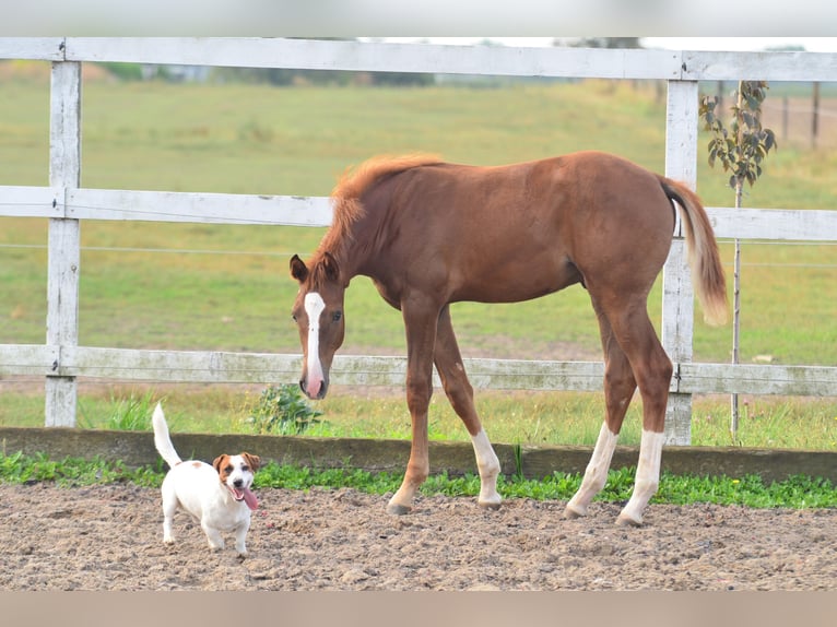 Oldenburg Stallion Foal (05/2024) 16,2 hh Chestnut-Red in radziejów