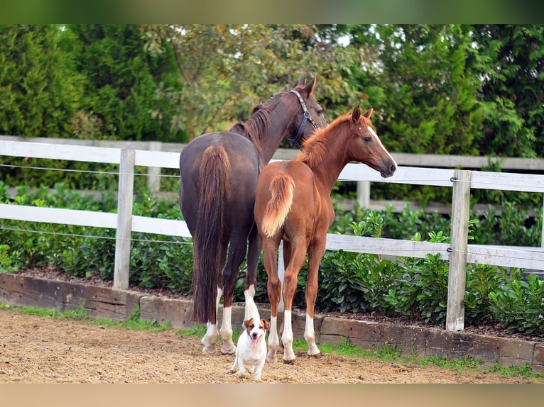 Oldenburg Stallion Foal (05/2024) 16,2 hh Chestnut-Red in radziejów