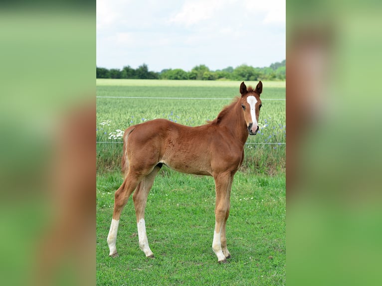 Oldenburg Stallion Foal (05/2024) 16,2 hh Chestnut-Red in radziejów