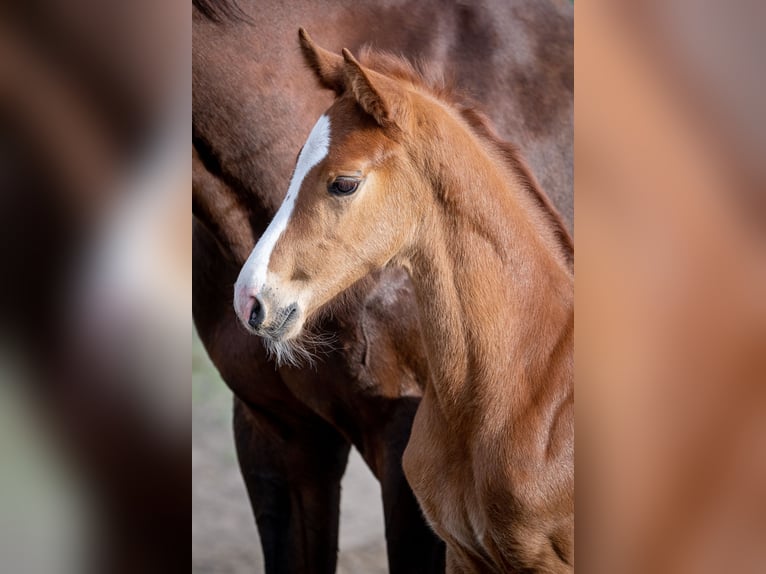 Oldenburg Stallion Foal (05/2024) 16,2 hh Chestnut-Red in radziejów