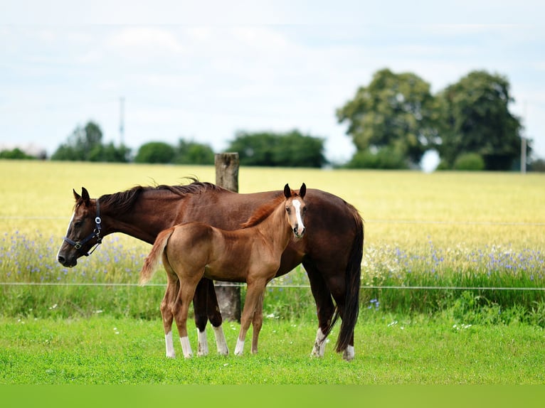 Oldenburg Stallion Foal (05/2024) 16,2 hh Chestnut-Red in radziejów