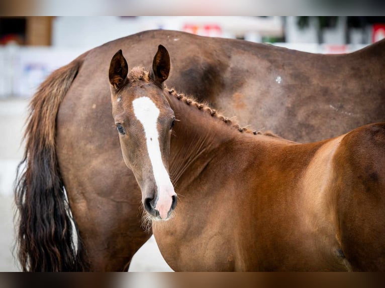 Oldenburg Stallion Foal (05/2024) 16,2 hh Chestnut-Red in radziejów