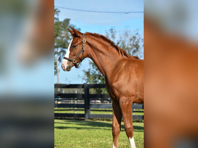 Oldenburg Stallion Foal (05/2024) 16,2 hh Chestnut in Zephyrhills