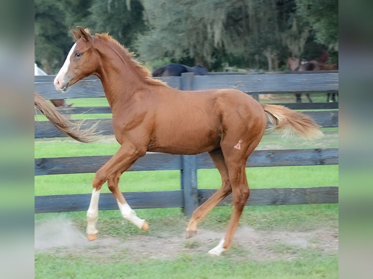 Oldenburg Stallion Foal (05/2024) 16,2 hh Chestnut in Zephyrhills