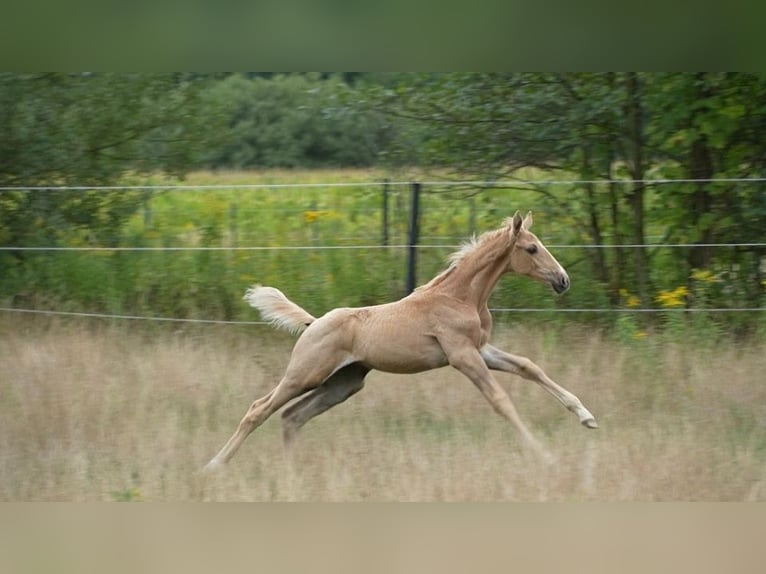 Oldenburg Stallion Foal (07/2026) 16.2 hh Palomino in Lubsza