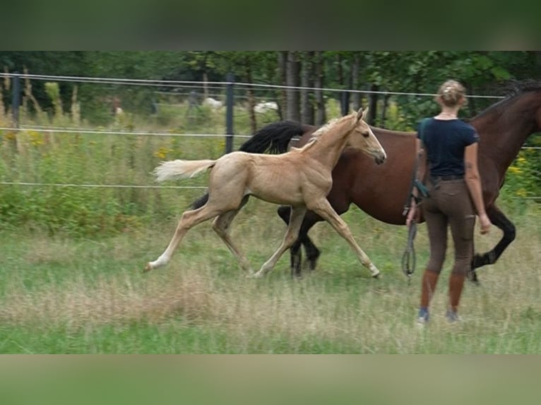 Oldenburg Stallion Foal (07/2026) 16.2 hh Palomino in Lubsza