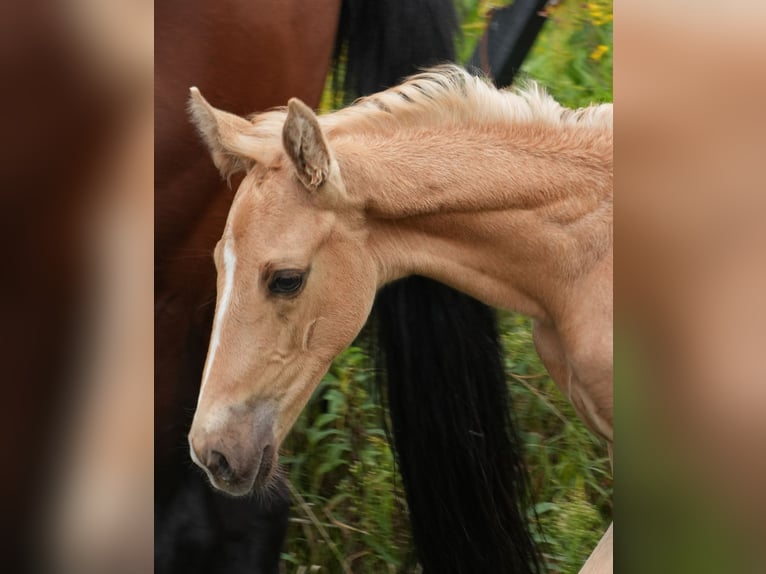 Oldenburg Stallion Foal (07/2026) 16.2 hh Palomino in Lubsza