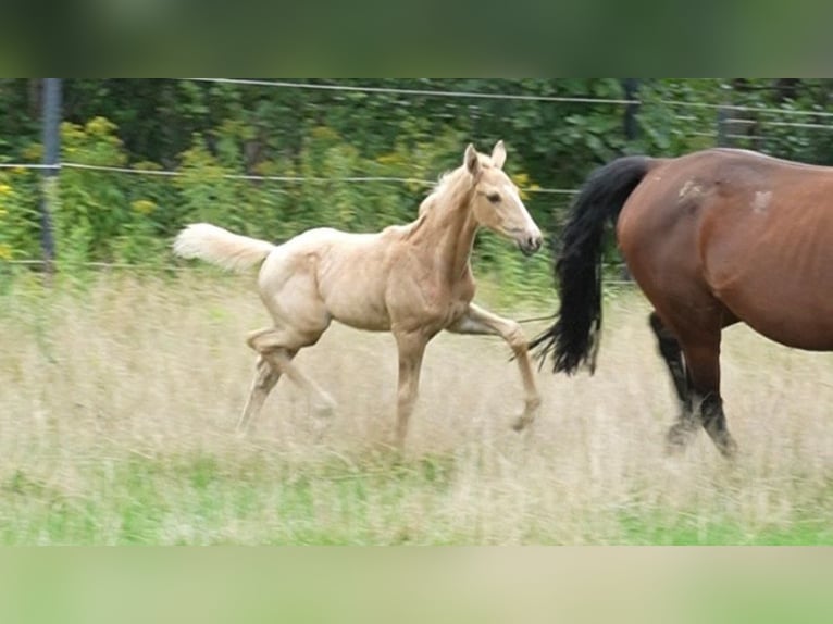 Oldenburg Stallion Foal (07/2026) 16.2 hh Palomino in Lubsza