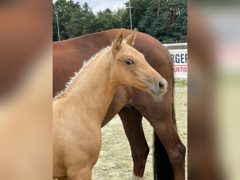 Oldenburg Stallion Foal (06/2023) 16,2 hh Palomino in Krummhörn