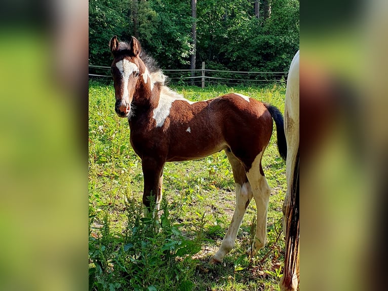 Oldenburg Stallion Foal (04/2024) 16,2 hh Pinto in Jesteburg