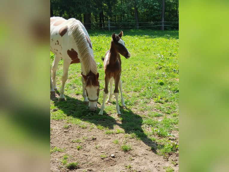 Oldenburg Stallion Foal (04/2024) 16,2 hh Pinto in Jesteburg