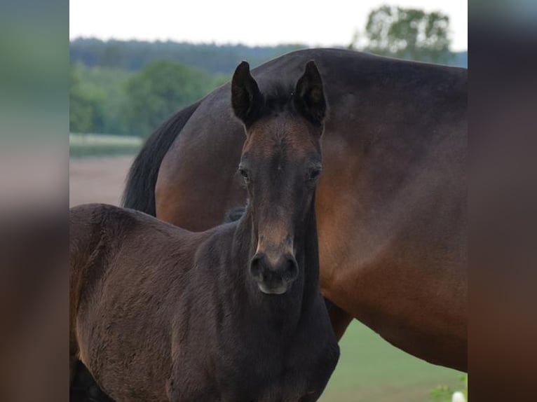 Oldenburg Stallion Foal (04/2024) 16,2 hh Smoky-Black in Wysin