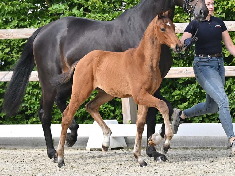 Oldenburg Stallion Foal (03/2026) 16.3 hh Bay-Dark in Martfeld