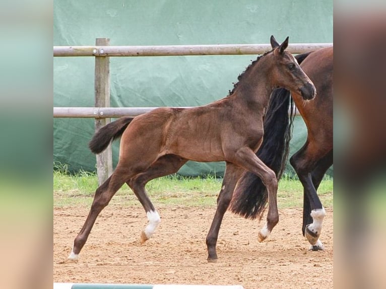 Oldenburg Stallion Foal (05/2024) 16,3 hh Black in Lalendorf