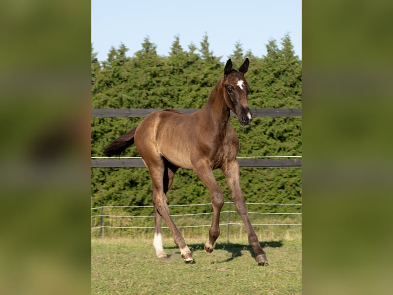 Oldenburg Stallion Foal (05/2024) 16,3 hh Black in Lalendorf