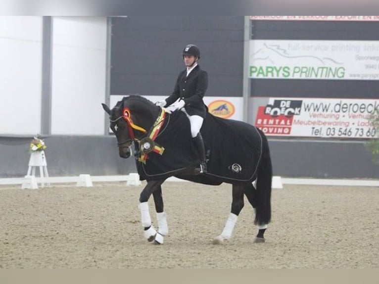 Oldenburg Stallion Foal (05/2024) 16,3 hh Black in Lalendorf