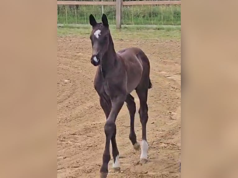 Oldenburg Stallion Foal (05/2024) 16,3 hh Black in Lalendorf