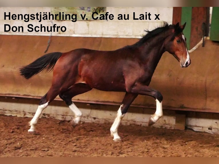 Oldenburg Stallion  16,3 hh Black in Bramsche