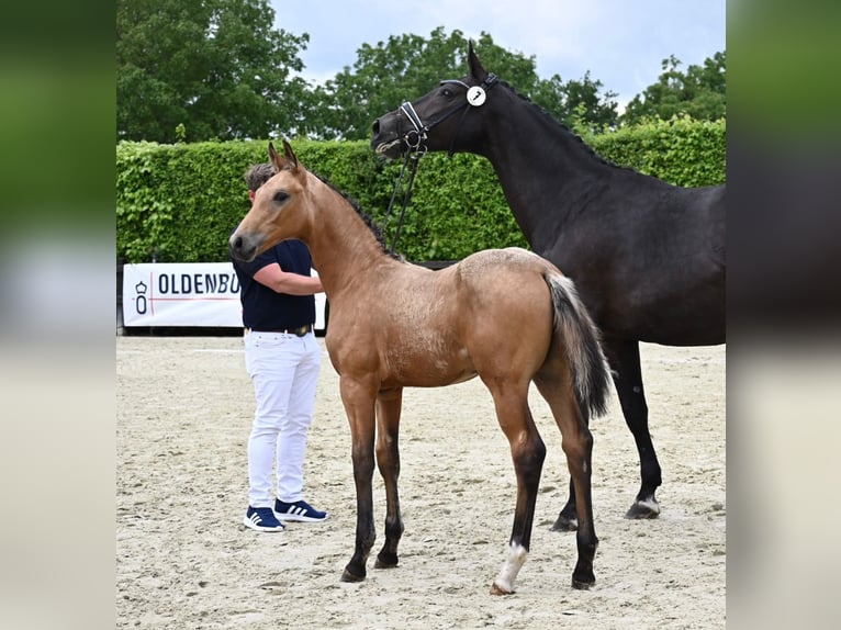 Oldenburg Stallion Foal (03/2024) 16,3 hh Buckskin in Bad Füssing