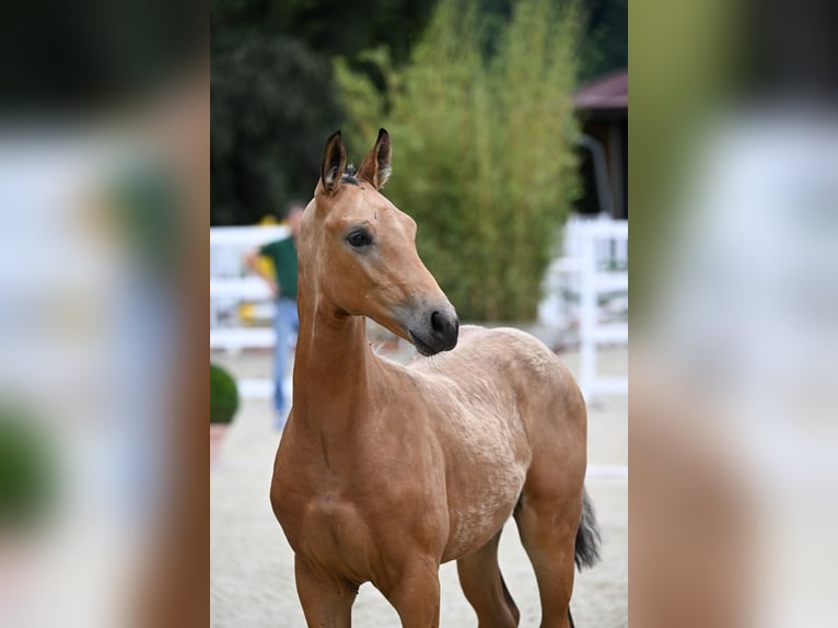 Oldenburg Stallion Foal (03/2024) 16,3 hh Buckskin in Bad Füssing