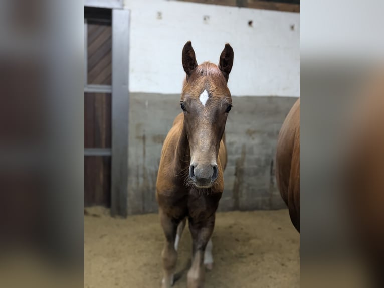Oldenburg Stallion Foal (04/2026) 16.3 hh Chestnut in Bösel