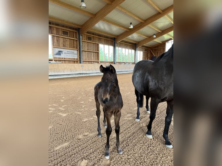 Oldenburg Stallion Foal (04/2024) 16,3 hh Smoky-Black in Moosburg