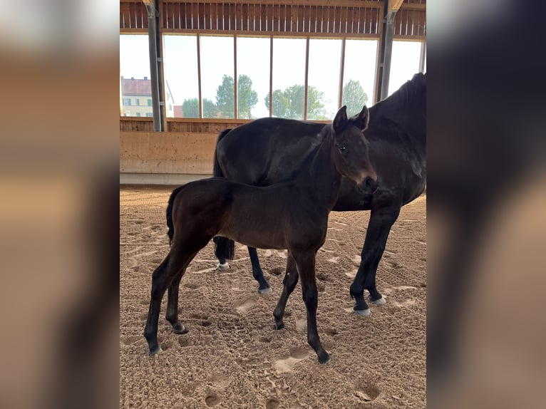 Oldenburg Stallion Foal (04/2024) 16,3 hh Smoky-Black in Moosburg