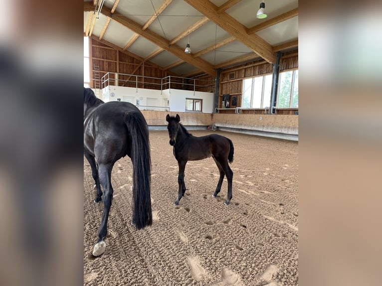 Oldenburg Stallion Foal (04/2024) 16,3 hh Smoky-Black in Moosburg