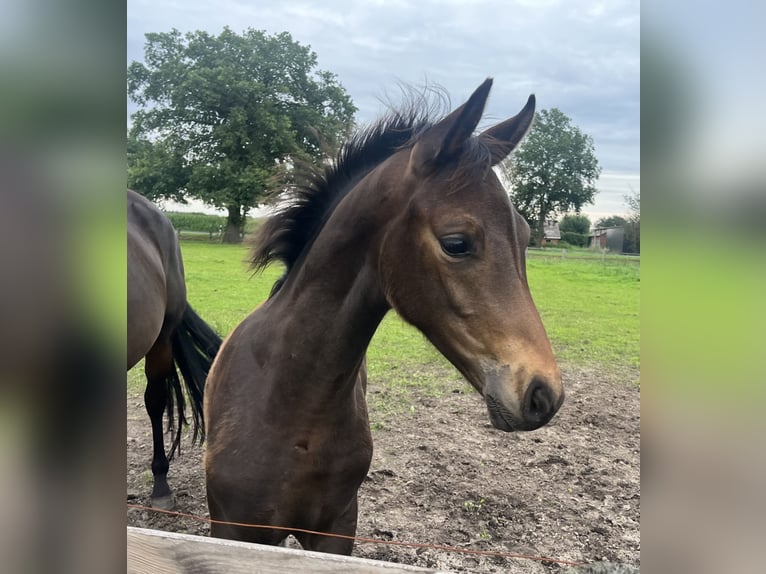 Oldenburg Stallion Foal (04/2025) 16 hh Bay-Dark in Wardenburg