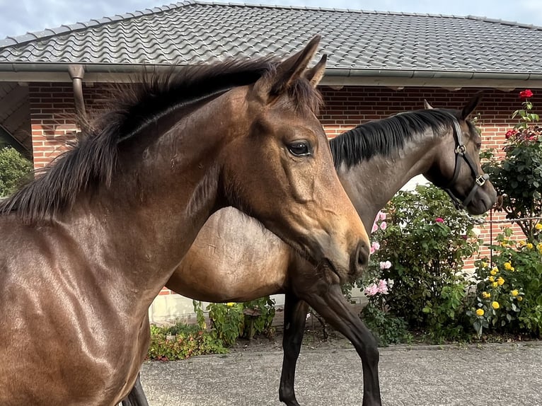 Oldenburg Stallion Foal (04/2025) 16 hh Bay-Dark in Wardenburg