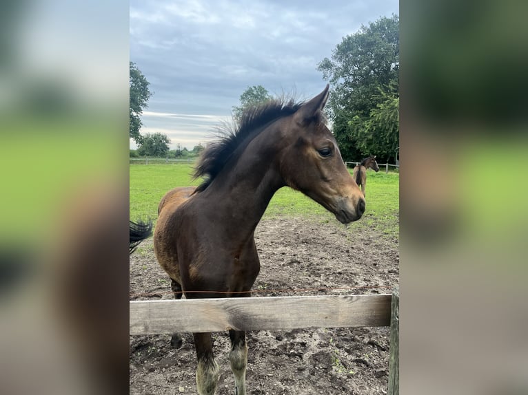 Oldenburg Stallion Foal (04/2025) 16 hh Bay-Dark in Wardenburg