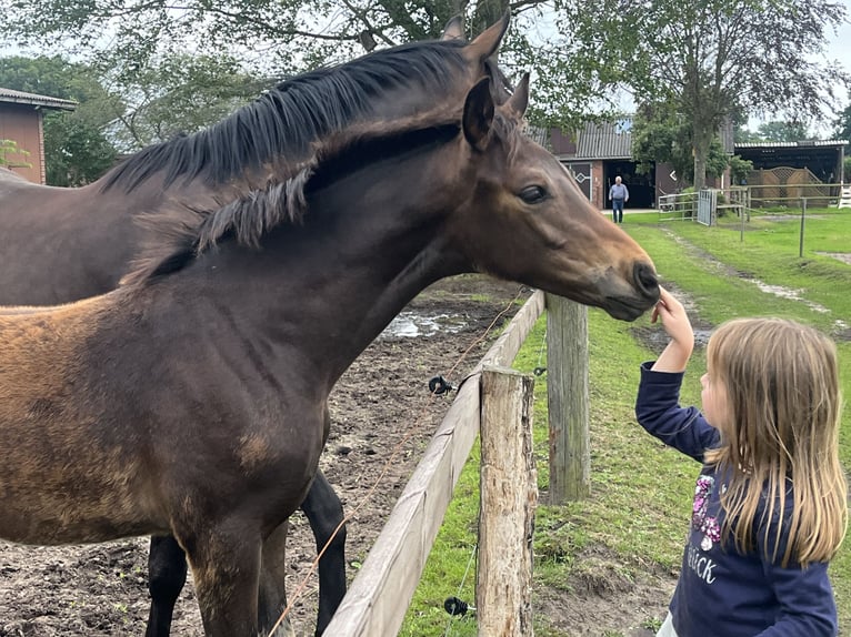 Oldenburg Stallion Foal (04/2025) 16 hh Bay-Dark in Wardenburg