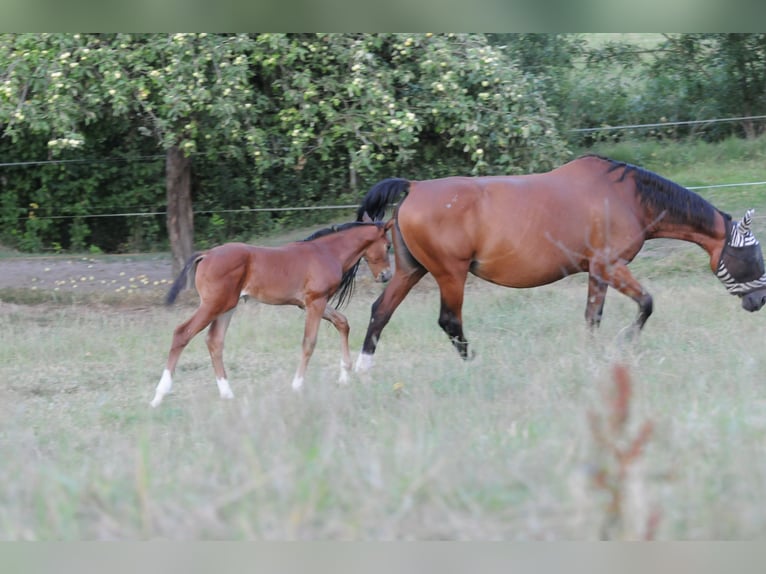 Oldenburg Stallion Foal (06/2026) 16 hh Bay in Iserlohn