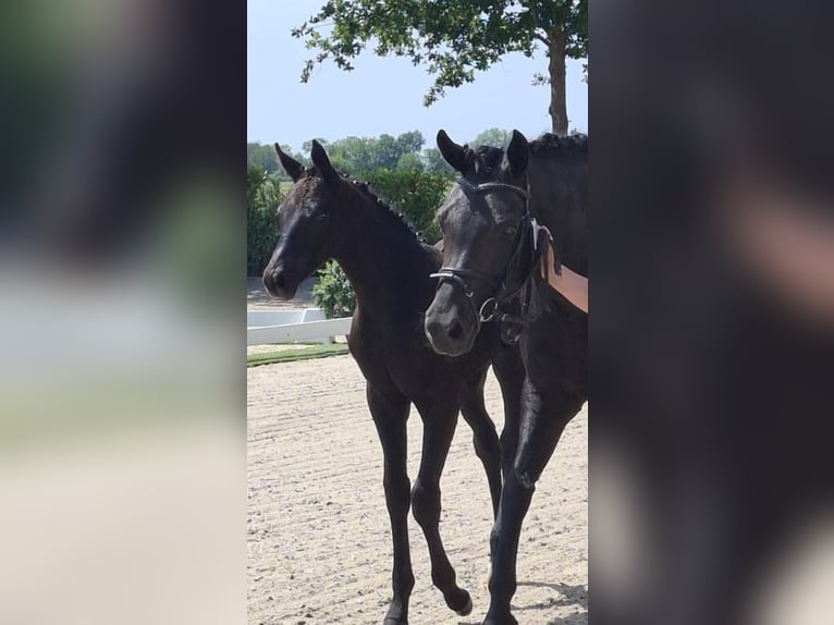 Oldenburg Stallion  16 hh Can be white in Ganderkesee