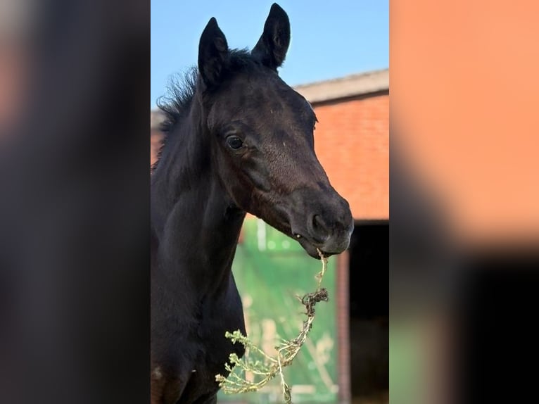Oldenburg Stallion  16 hh Can be white in Ganderkesee