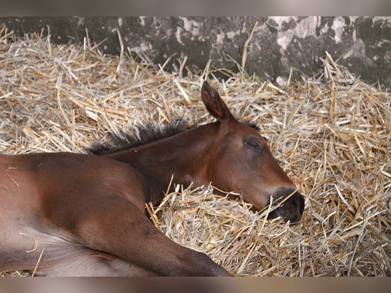 Oldenburg Stallion Foal (06/2024) 16 hh Can be white in Ludwigsfelde